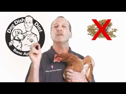 how to properly feed your dog