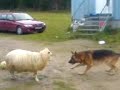 Dog VS Sheep