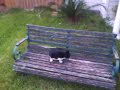 Cat gets scared nano video
