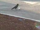 Thristy Crow Thristy Crow