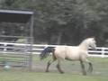 Kodachrome, buckskin morgan colt