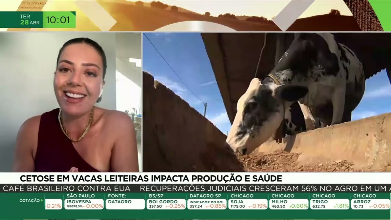 Cetose em vacas leiteiras afeta produtividade do rebanho leiteiro