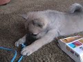 Canine with a Feline Feelin'