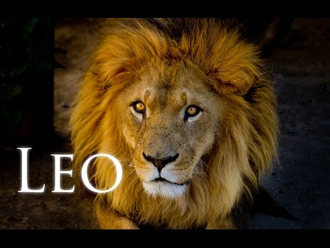 All About Leo with Michele Knight
