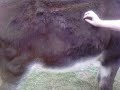 Ranger the Donkey