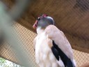 イタイプ動物園 (Paraguay) 5