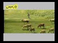Elnarə-qardaş-ائلناره-قارداش