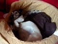 Cindy ist albern.. Cindy ist albern..