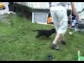 Rottweiler killing puppy IPO Rottweiler killing puppy IPO