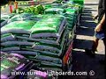 http://www.survivalistboards.com
planting a fall garden at my aunts house.  my son and i planted a row of turnip greens and a row of mustard greens.