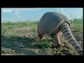 Wooly Mammoth battle! - Wild New World - BBC