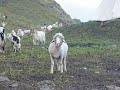 Sheep Gettin It's Chew On