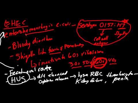 e coli - This video will cover the main points of the 4 categories of E.Coli. Included are enteropathogenic, enterohemorrhagic, enteroinvasive, and enterotoxigenic.