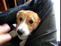 Welsh Corgi Pembroke \"Ilpo\"