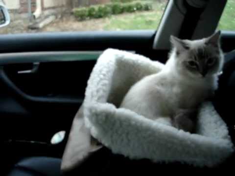 0 Pet Booster Seat By Solvit Products