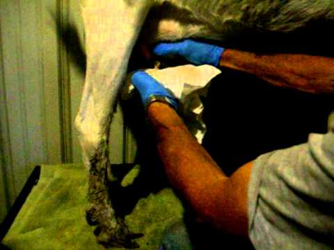 how to treat hard udder goat