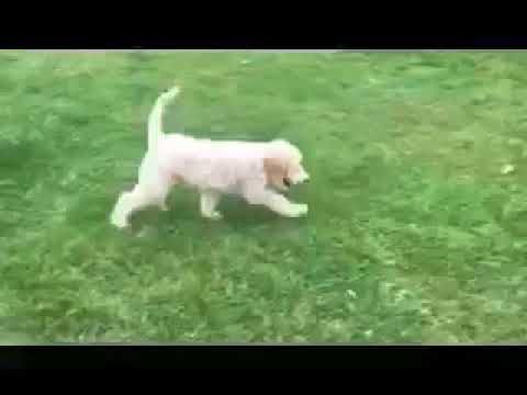 Little john labradoodle