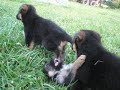 Puppy Fights 1 Puppy Fights 1