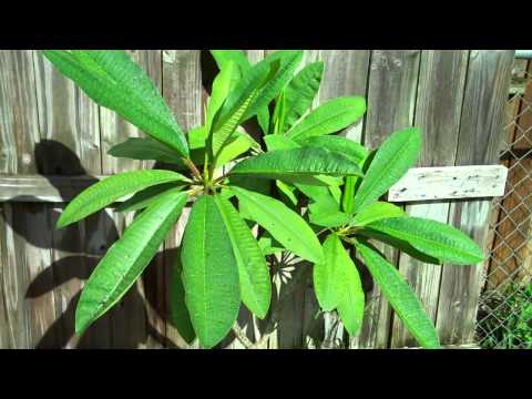 how to fertilize frangipani