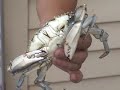 Cooking Maryland Blue Claw Crabs Cooking Maryland Blue Claw Crabs