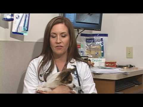 how to remove a tick from a dog