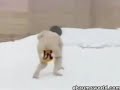 Pegadinha Japonesa