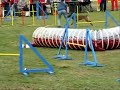 daeron agility on gödöllő cup and agility exam