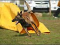 daeron agility on gödöllő cup and agility exam