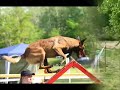 daeron agility on gödöllő cup and agility exam
