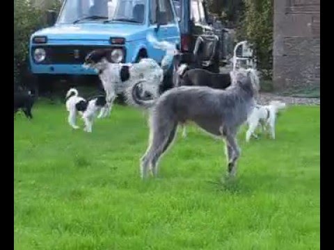Saluki pups 7 weeks