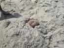 jubail buried jubail buried