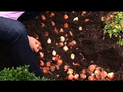 how to replant tulips