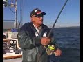Plugging for striped Bass