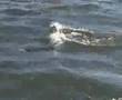 Plugging for striped Bass