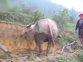 Buffalo Plowing - Out-take Vietnam