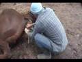 Dame Gina Foaling