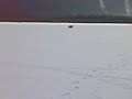 Madadh-allaidh \