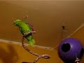 Jayde, Yellow Naped Amazon, Talking