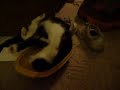 Tossed Kitty Salad