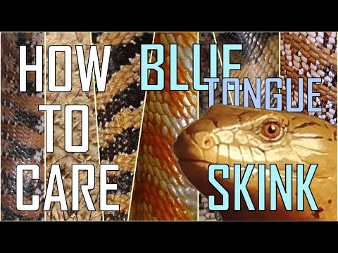 YouTube reptile video