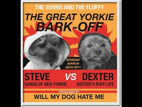 Watch 'Great Yorkie Bark-Off!'