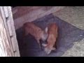 babies headbutting