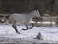 Atrevido Purebred Lusitano