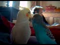 bébé oiseaux vidéo