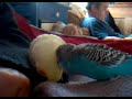 bébé oiseaux vidéo