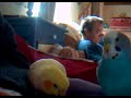 bébé oiseaux vidéo