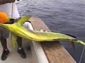 Cabo Fishing...With a Bat!