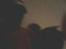 Festa do Shox