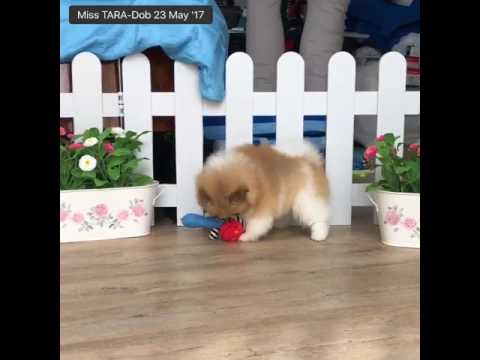 Video of AKC - miss TARA majesty puppies