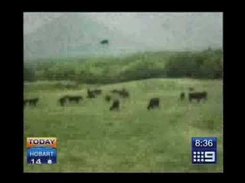 Cow Ufo